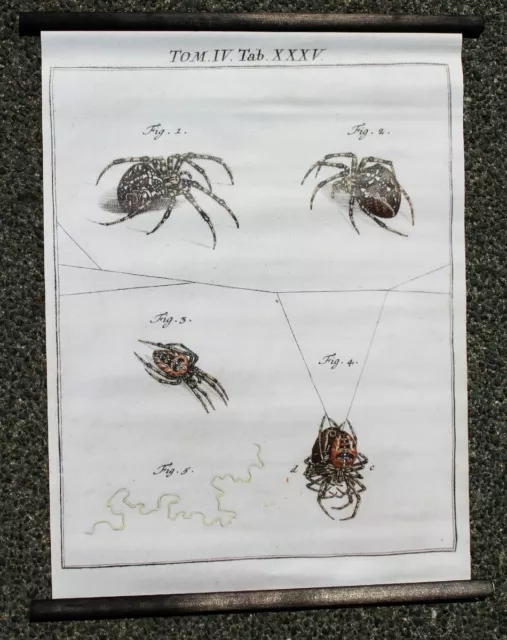 Rollkarte Wandkarte Spinne Tarantel Insekten Kreuzspinne Wanddeko Bild Poster