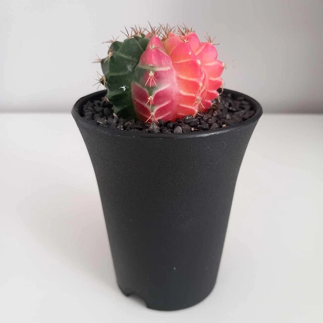 RARE COLOUR GYMNOCALYCIUM Mihanovichii variegata-Variegated Moon Cactus