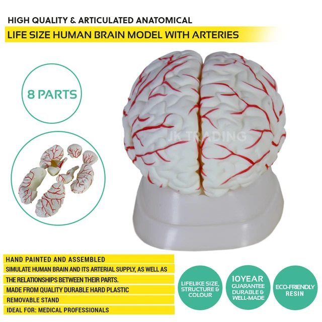 LIFE SIZE HUMAN Brain Model with Arteries Human Skeleton Model Anatomy ...