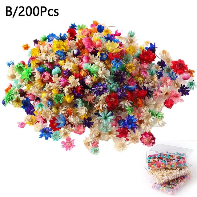 200pcs/box 100/200/600x Dry Daisy Plants Dried Flower Head For Epoxy Resin Pend