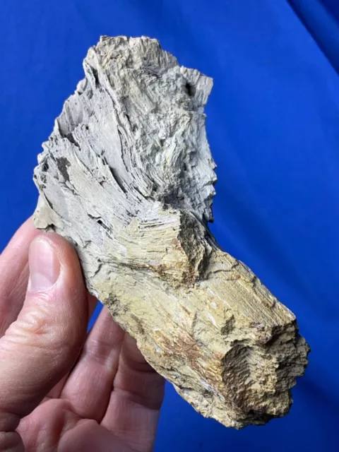 Versteinertes Holz, petrified wood, Germany, Fossilien, fossils, Versteinerung
