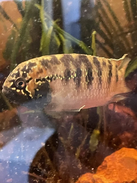 1 Male And Female Pair Ivanacara adoketa Live Tropical Freshwater Aquarium Fish