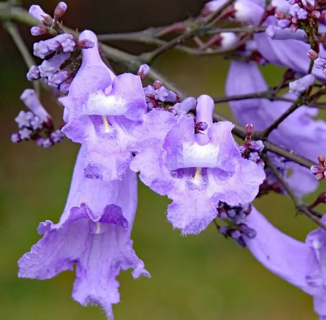 Jacaranda Mimosifolia - - Purple Jacaranda **
