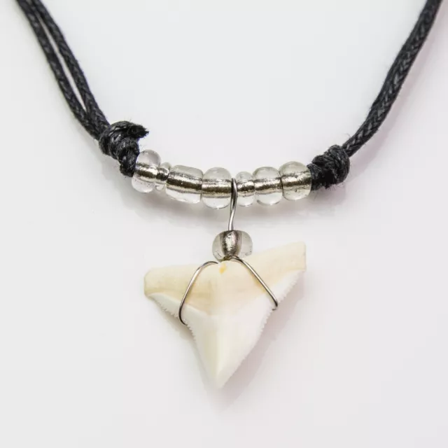 Genuine bull shark tooth necklace gift present by  Oceanicshark Australia C61