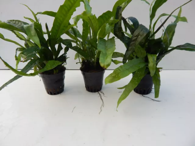 Javafarn Microsorium pteropus  Aquarienpflanzen Wasserpflanzen 3 Topf 3,40€/st