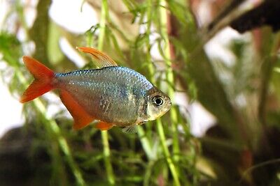 Red & Blue Colombian Tetra (Hyphessobrycon columbianus) (Lot of 4)