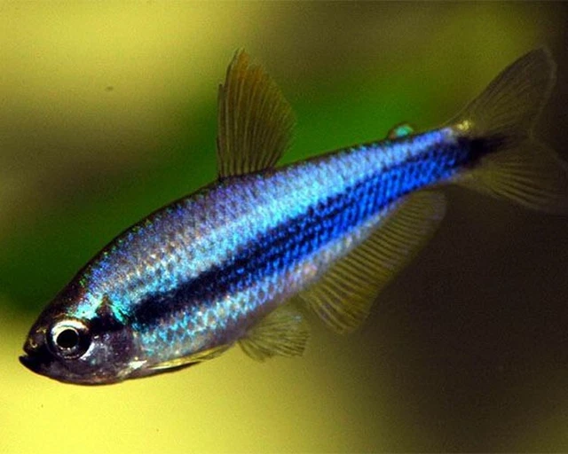 Inpaichthys kerri N°5 / pesce fluo / acquario dolce / tetra / pesce da branco