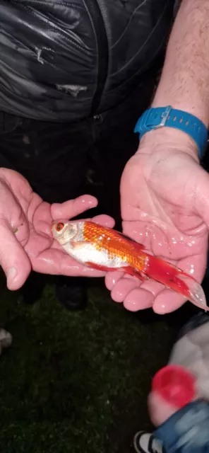 lots of small Koi / goldfish for sale