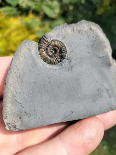 DACTYLIOCERAS GRACILE AMMONITE WHITBY YORKSHIRE UK DINOSAUR FOSSILs