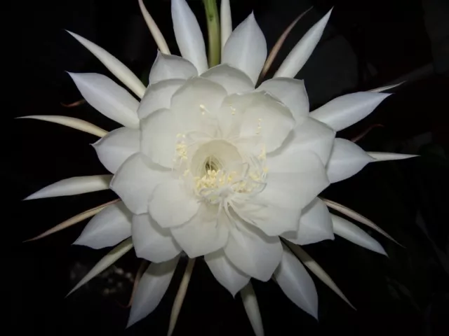 Epiphyllum Oxypetalum,Queen Of The Night,1 Live Plant In Pot ,Hard To Find. 3