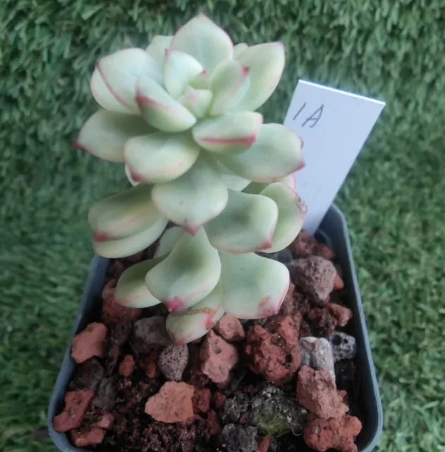 Echeveria Tango Variegated 5cm diameter succulent