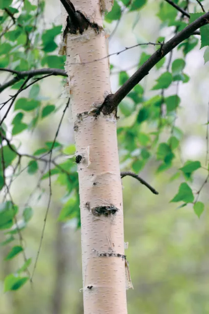 Silver Birch (Betula Pendula) TREE BARE ROOT SAPLING 3 years old 30-50cm plus.
