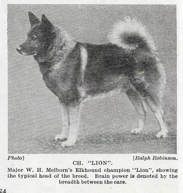 Norwegian Elkhound "Lion" - 1934 Vintage Dog Art "Photo" Print - MATTED