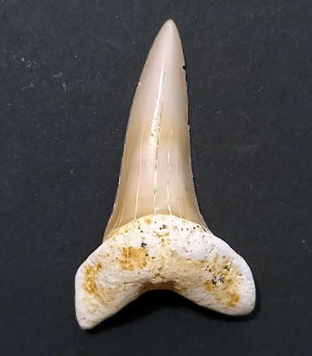 SHARK TOOTH MACRORHIZODUS FALCATUS JANV120 