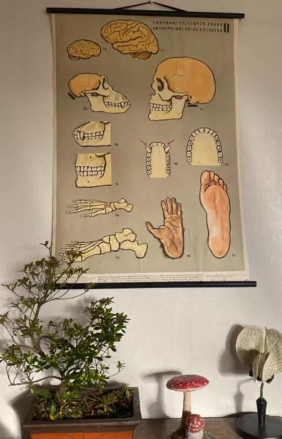 Original 1960 anatomical school chart comparing human skeleton & monkey skeleton