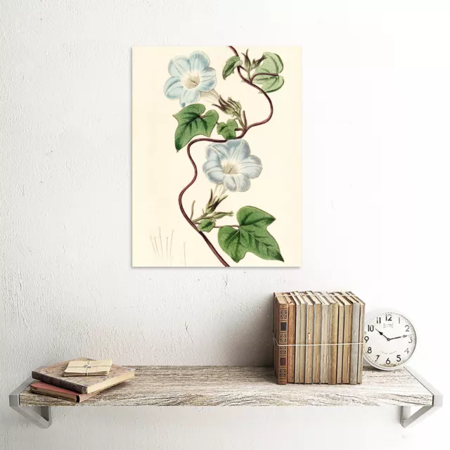 Edwards Ivy-leaved Morning Glory Flower Drawing Canvas Wall Art Print Poster 2