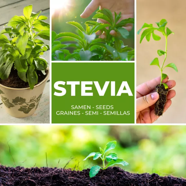 STEVIA SAMEN ca. 100 Stück / Pack - Süßkraut / Honigkraut Natürlicher Süßstoff