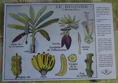 Création Affiche scolaire Set de Table Rossignol l'Ananas Broméliacées Format A3 