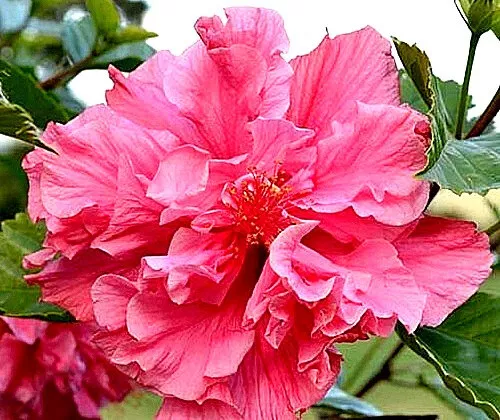 Hibiscus rosa-sinensis “Mrs George Davis” x 1 plant.