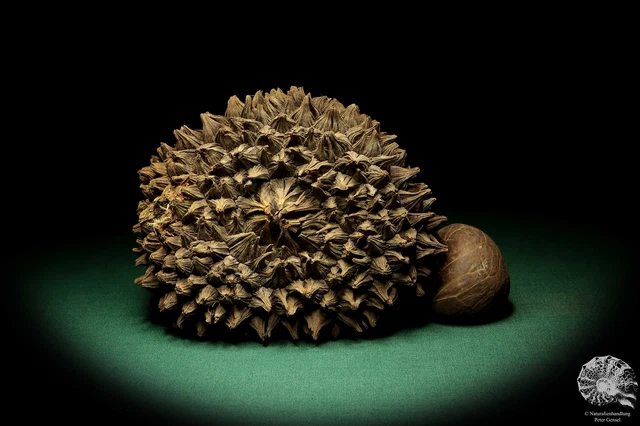 Phytelephas macrocarpa Sudamérica palma reciente frutos secos fruta seca decoración