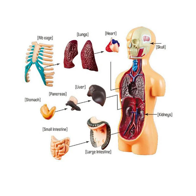 ANATOMY MODEL FOR Kids Human Torso Science Learning Removable Human ...