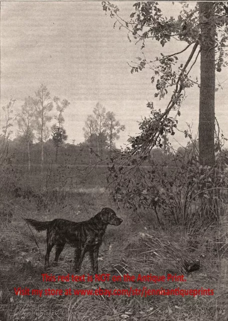 Dog Flat-Coated Retriever Hunting Pointing Veteran, Large 1890s Antique Print