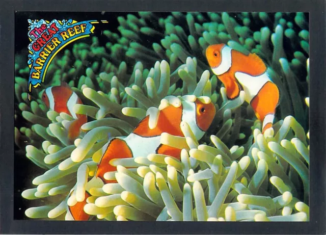 E1748 AUSTRALIA Q Great Barrier Reef Clown fish postcard EUR 7,80 ...