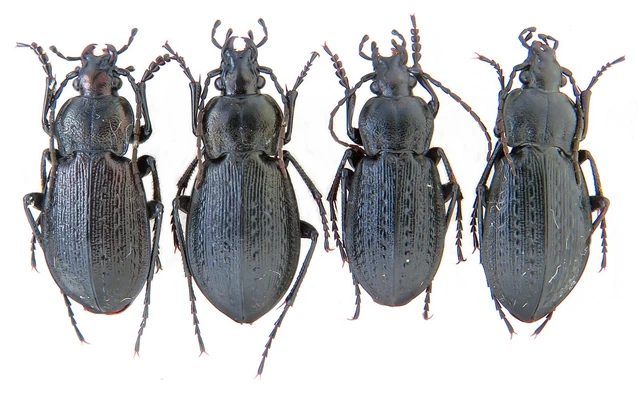 Carabidae, Carabus arvensis carpathus black, NE Carpathians Mts