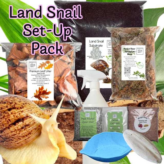 Giant African Land Snail 7-9cm