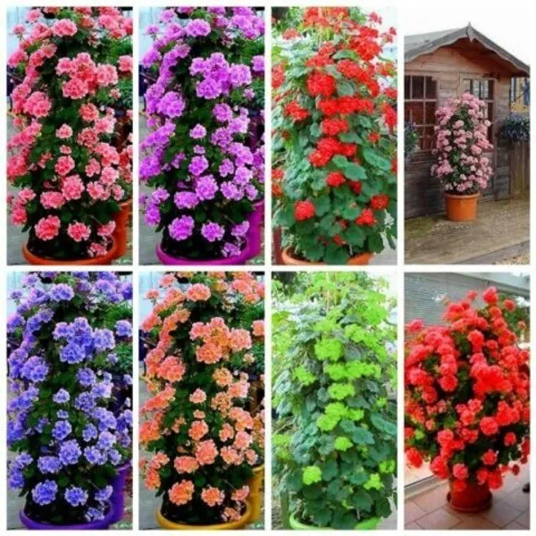 50Pcs Geranium Pelargonium Flower Seeds 6 Kind Color Rare Bonsai Perennial