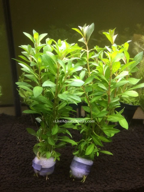 Ludwigia Arcuata - Needle Leaf Repens Live Aquarium Plants Bunch BUY2GET1FREE*