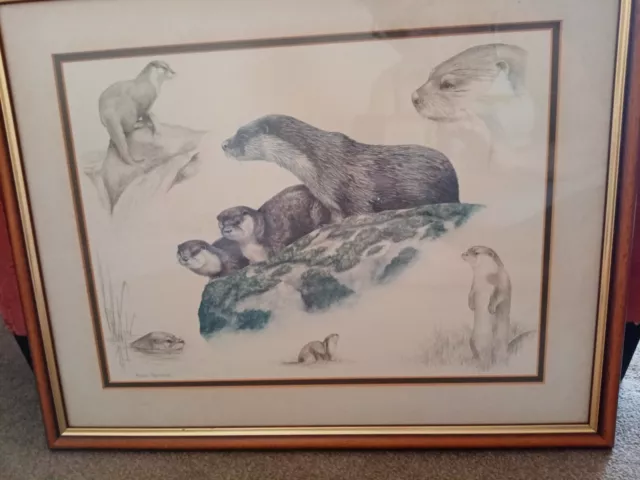 Framed Otter print by Nigel Hemming