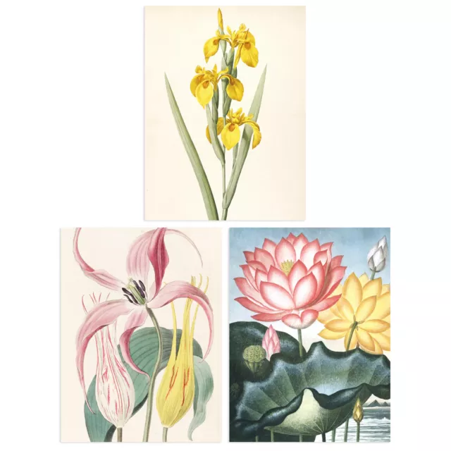 Pack of 3 Audubon Style Floral Flower Blooms Unframed Art Prints Set A4