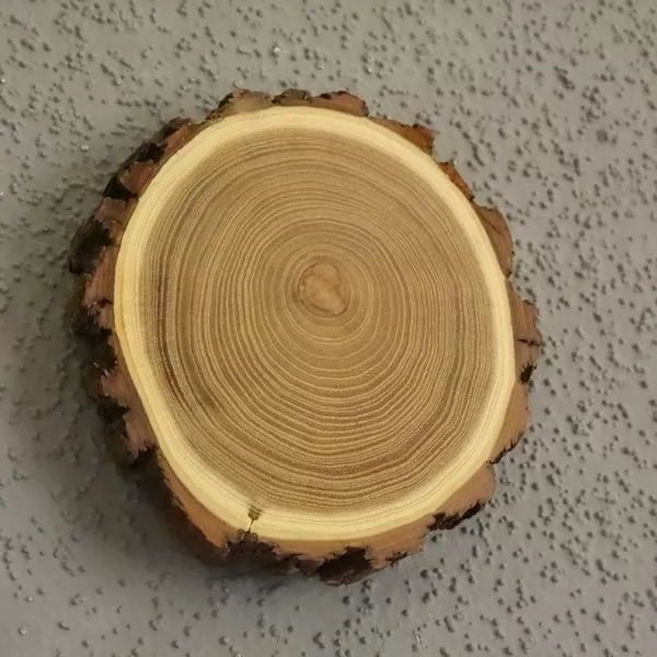 1X Acacia Jabalí Escudo de Trofeo Placa Brett Jabalí Baumscheibe Af 13 CM