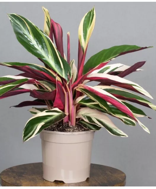 Calathea Triostar Large Indoor House Plant Real Tropical EvergreenHome Or Office