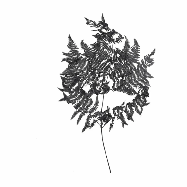 Bracken Helecho - 10 Piezas/Pretina - Conservado - L60 CM, B40CM - Negro