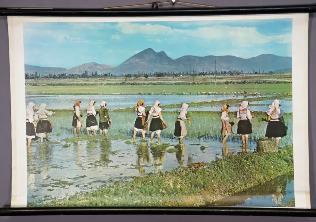 Rice Cultivation Albania Countrycore Wall Chart Vintage Mural Rollable Poster