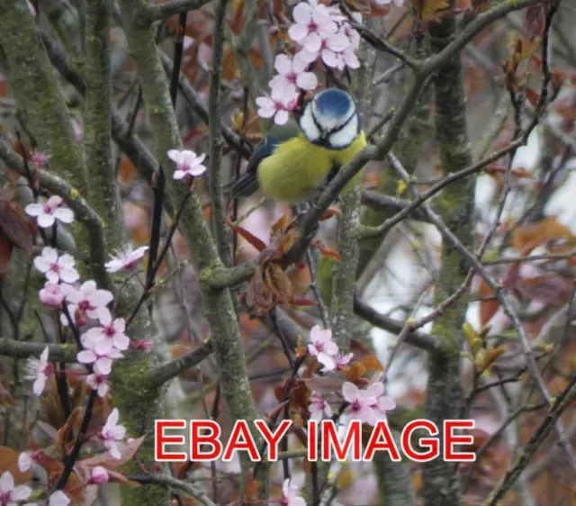 Photo  Blue Tit & Blossom Taken In Leicestershire.