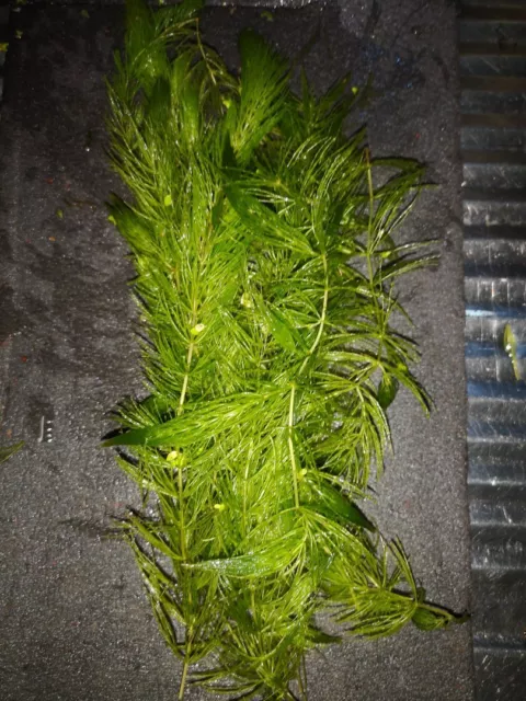 CERATOPHYLLUM DEMERSUM 15 brins de 15 à 20cm PLANTE AQUATIQUE - PLANTE AQUARIUM
