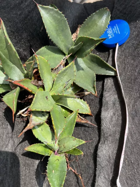 4 Agave Parryi Var. Couesii. Rooted Pups. 3-4 Inches Tall 3