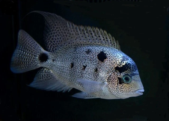 Argentea Vieja Cichlid