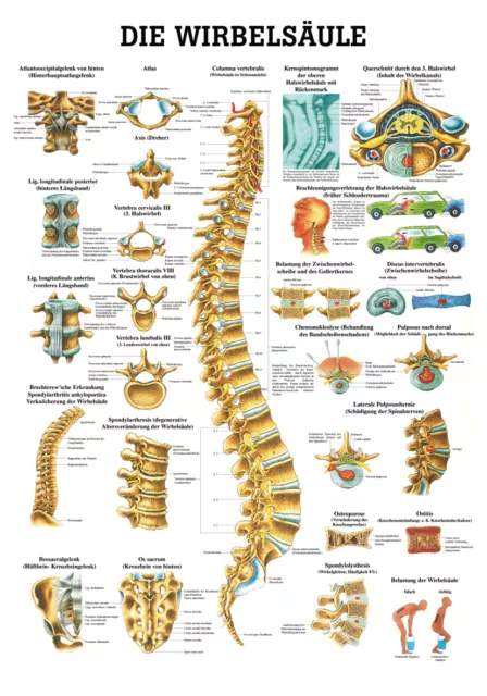 Die Wirbelsäule von Rüdiger Anatomie