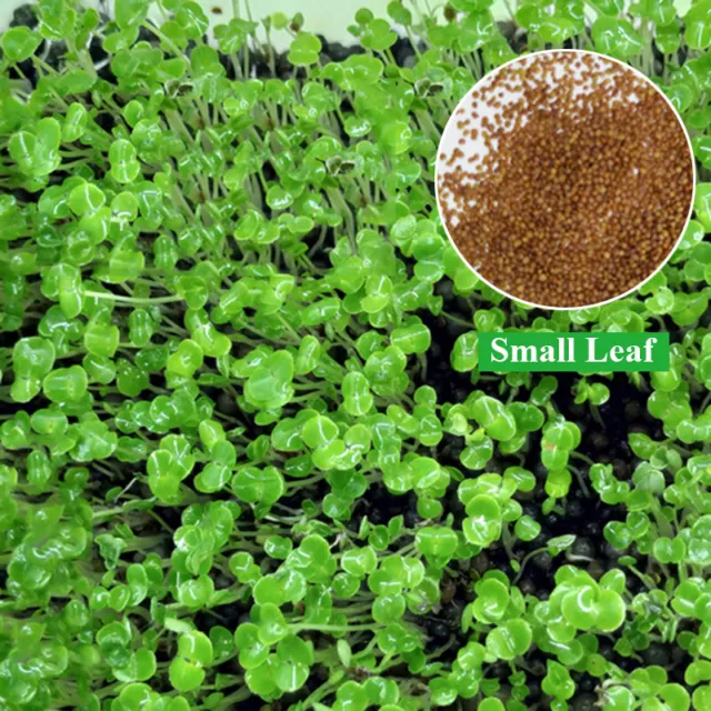 - Planta en primer plano agua hierba acuario semillas acuáticas decoración Ga D