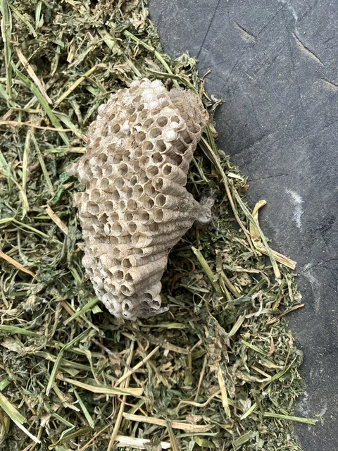 Wasp Nest Natural Abandoned Taxidermy Crafts Science School Yellow Jacket Texas