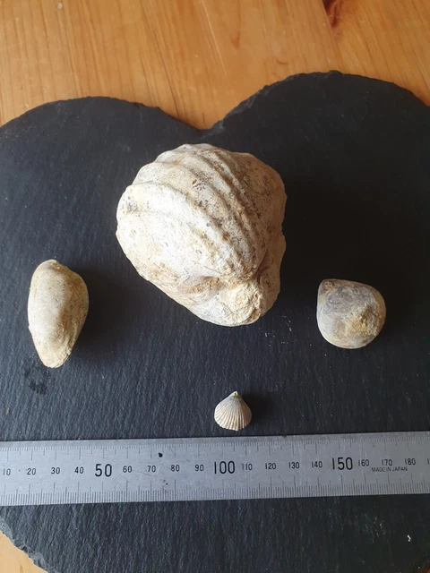 Fossil Bivalve Clams  ...200 Million Years Ish ..perbeck Stone