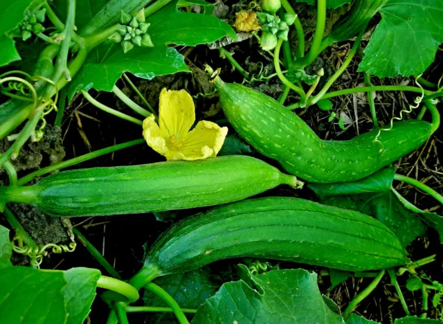 Luffa Schwamm Samen, Schwamm Gurke, Naturschwamm, GESCHÄFTSAUFGABE 3