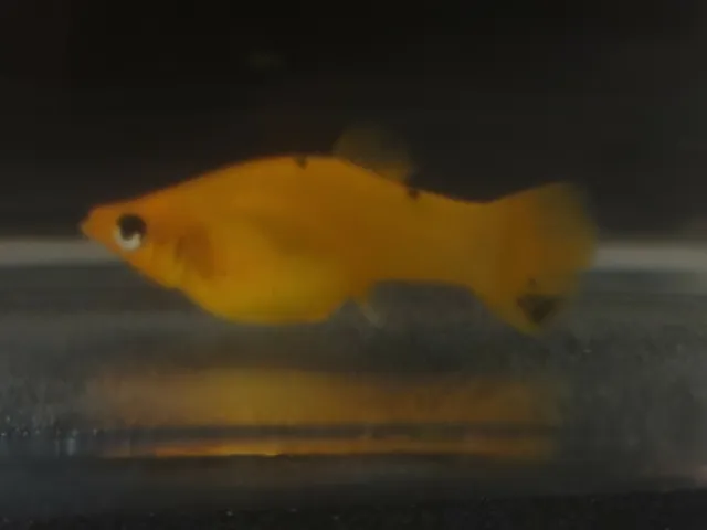 1 Breeding pair of yellow molly fish tropical easy and hardy fish