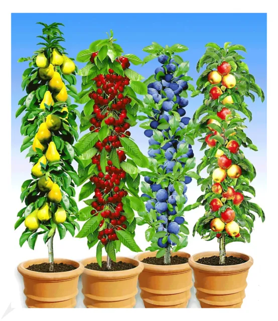 Säulen-Obst-Kollektion Birne Kirsche Pflaume Apfel 4 Pflanzen