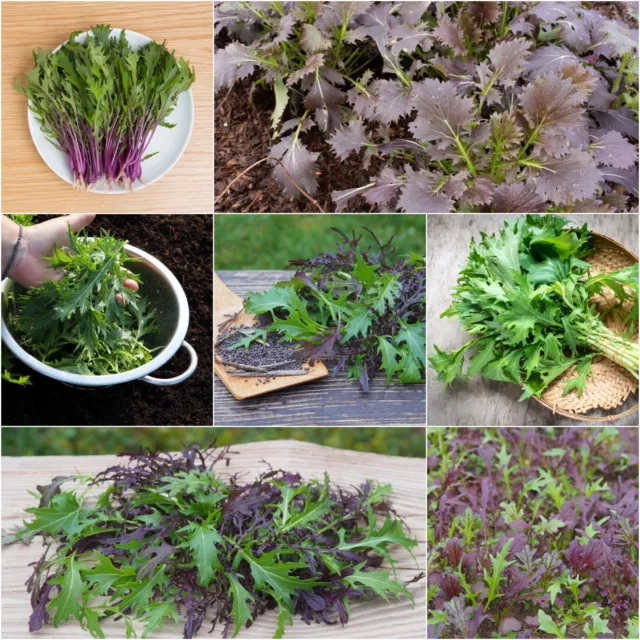 MIZUNA Heirloom Mix 100+ Seeds HEIRLOOM vegetable garden salad rocket EASY GROW
