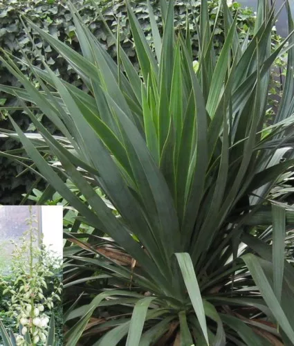 12 Samen Yucca filamentosa, Fädige Palmlilie, winterhart, herrliche Blütenstände